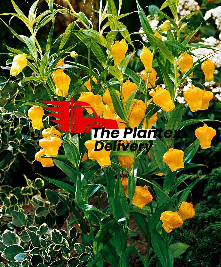 Sandersonia - Plant - Image 2
