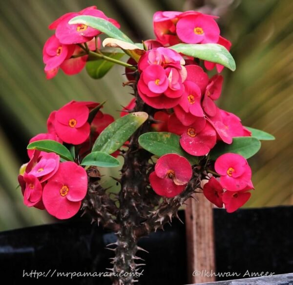 Euphorbia - Plant - Image 4