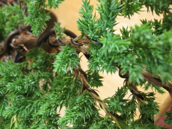 Juniper Bonsai (Juniperus procumbens 'Nana')