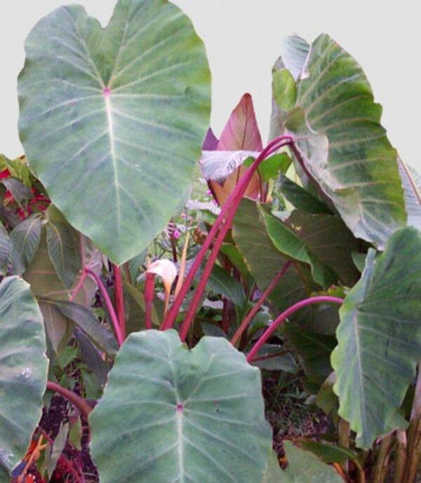 Alocasia esculata var tea cup - Plant - Image 2
