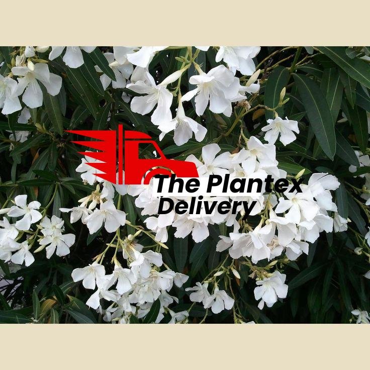 Kaner, Nerium Oleander (White, Single) - Plant