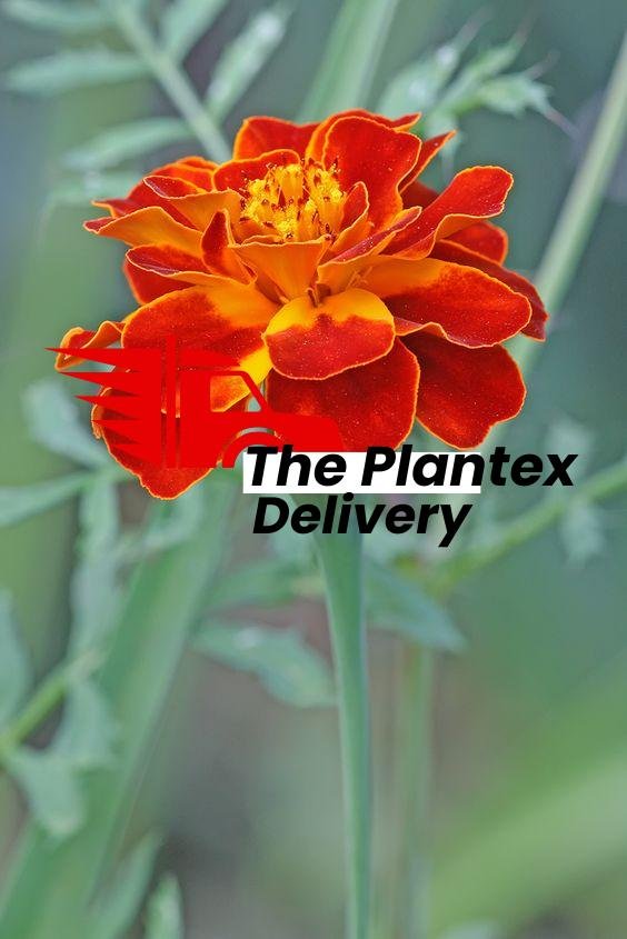 French Marigold (Red) - Plant