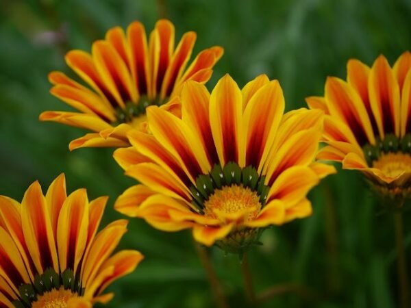 Gazania (Yellow-Orange) - Plant