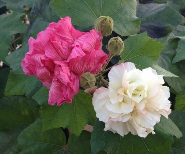Hibiscus Mutabilis - The Confederate Rose Plant