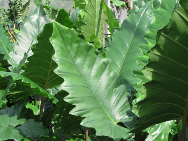 Alocasia triangularis - Exotic Leafy Wonder