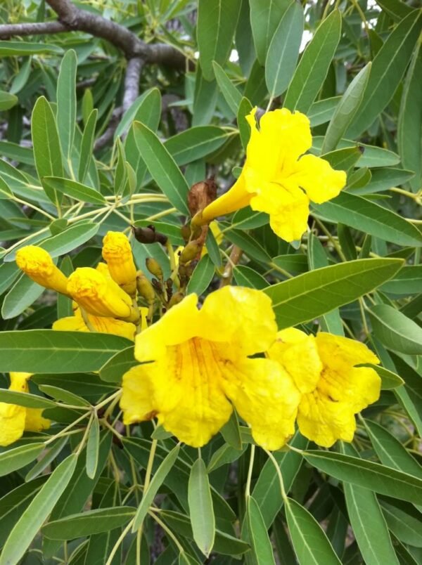 Cascabela Thevetia, Yellow Oleander, Bitti (Yellow) - Plant - Image 3