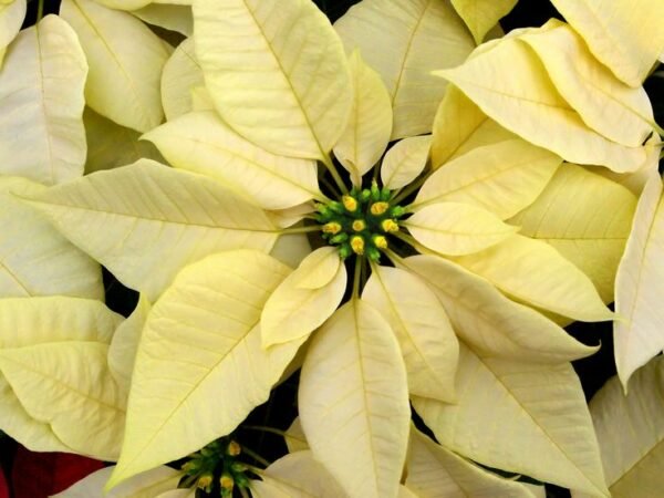 Poinsettia Plant (Euphorbia pulcherrima) - Image 10