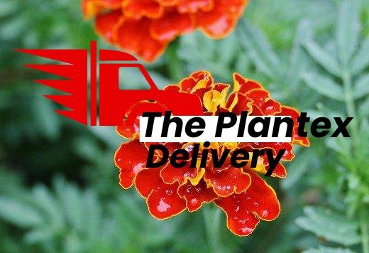 French Marigold (Red) - Plant - Image 2