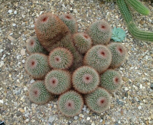 Pincushion Cactus - Plant - Image 2