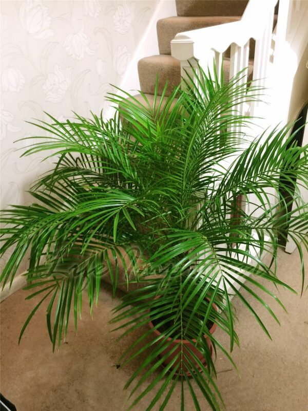 Pygmy Date Palm (Phoenix Roebelenii)