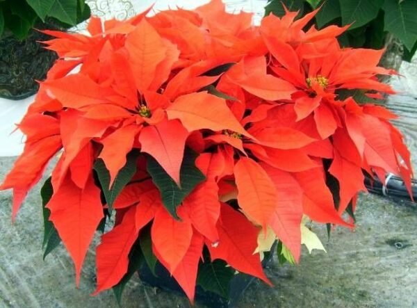 Poinsettia Plant (Euphorbia pulcherrima) - Image 8