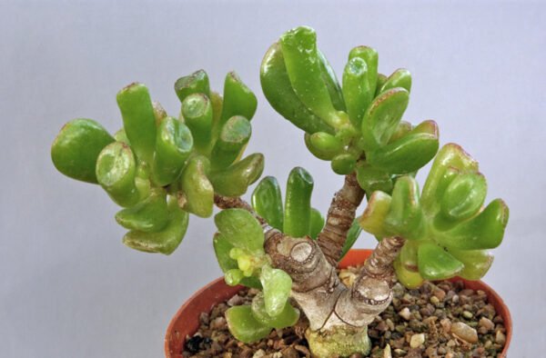 Crassula Hobbit - Plant - Image 2