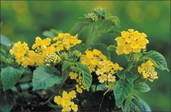 Lantana (Yellow) - Plant - Image 2