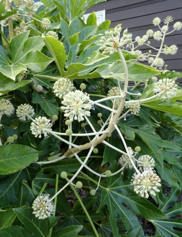 Fatsia japonica 'Variegata' - Eye-catching Foliage Plant - Image 2