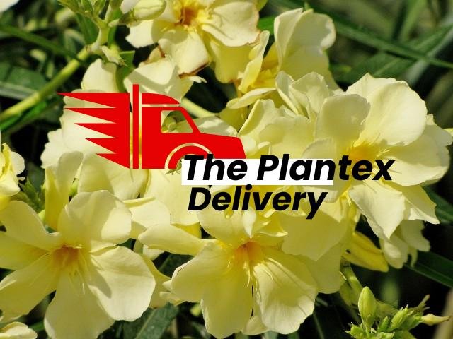 Kaner, Nerium Oleander (Yellow, Double) - Plant - Image 2