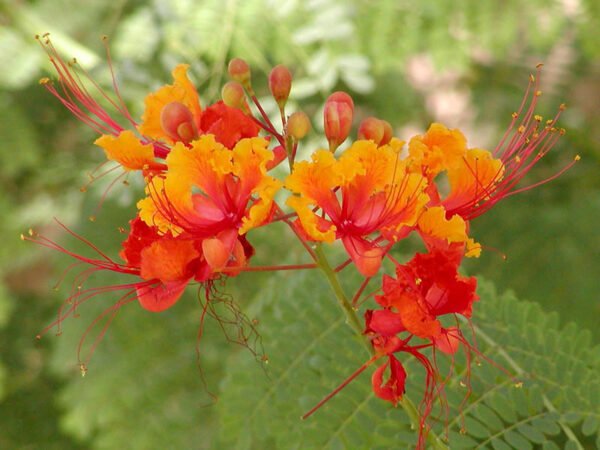 Caesalpinia Pulcherrima 'Cremica' - Beautiful Dwarf Poinciana