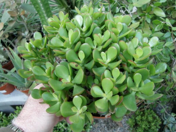 Crassula arborescens - Plant - Image 3