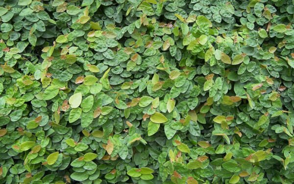 Wagh Nakhi Variegated, Ficus Repens, Creeping Fig - Plant
