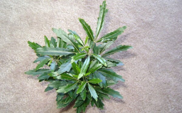 Dizygotheca elegantissima castor variegata - Plant