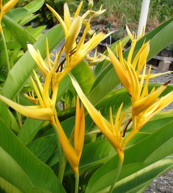 Heliconia Psittacorum Golden Torch, Heliconia Lady Diana (Yellow) - Plant - Image 2
