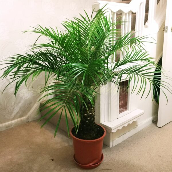 Pygmy Date Palm (Phoenix Roebelenii) - Image 2