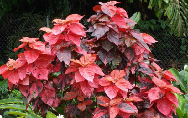 Acalypha wilkesiana 'Rosea Twisted' - Plant