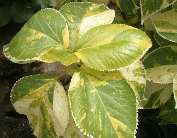 Acalypha Wilkesiana 'Tahiti Flat' - Plant