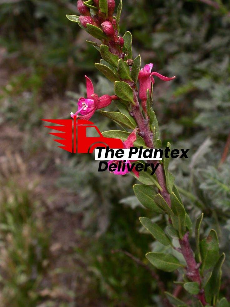 Kaner, Nerium Oleander (Pink, Single) - Plant - Image 3
