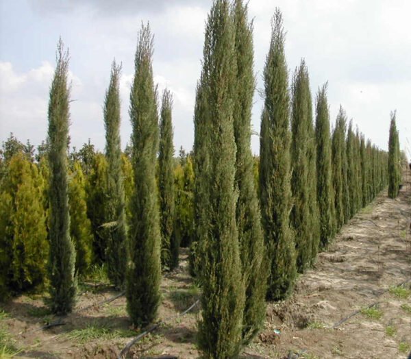 Cupressus sempervirensis aureum - Plant