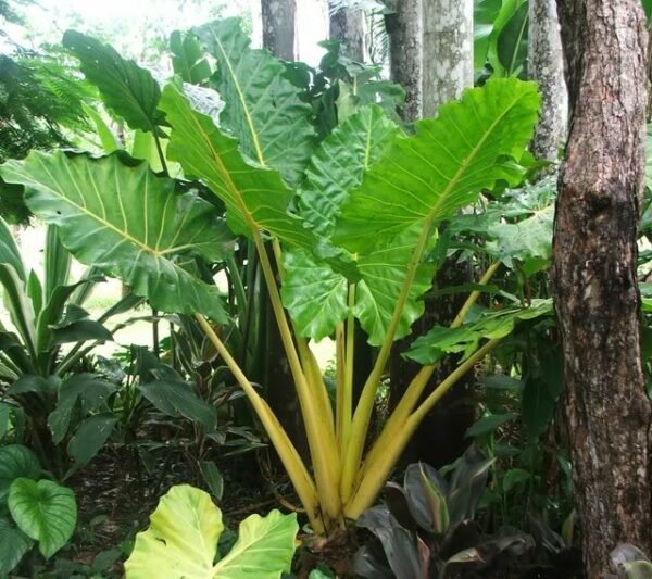 Alocasia macrorrhiza var lutea - Plant