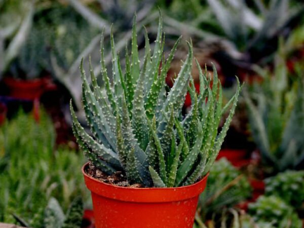 Aloe Humilis - Plant