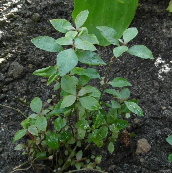 Alternanthera species green - Plant - Image 3