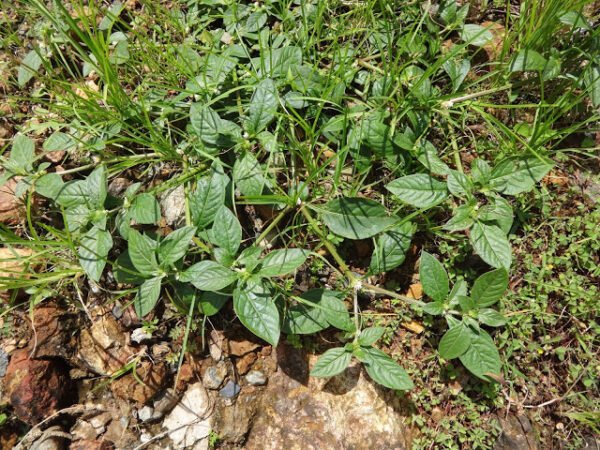 Alternanthera species green - Plant