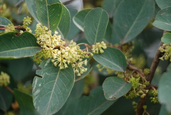Anogeissus Acuminata - Plant - Image 2
