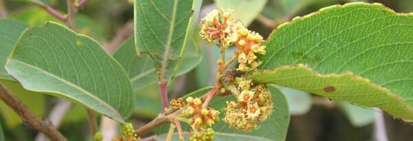Anogeissus Acuminata - Plant - Image 3