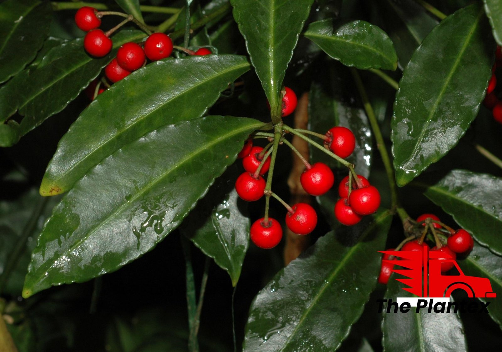 Ardisia crenata - Plant