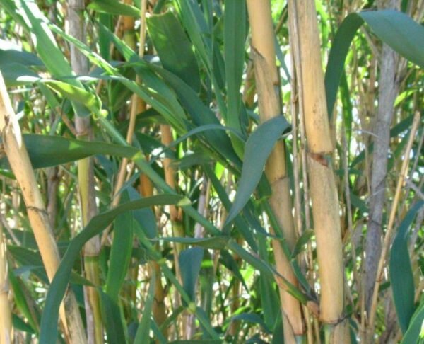 Arundo donax - Plant - Image 2
