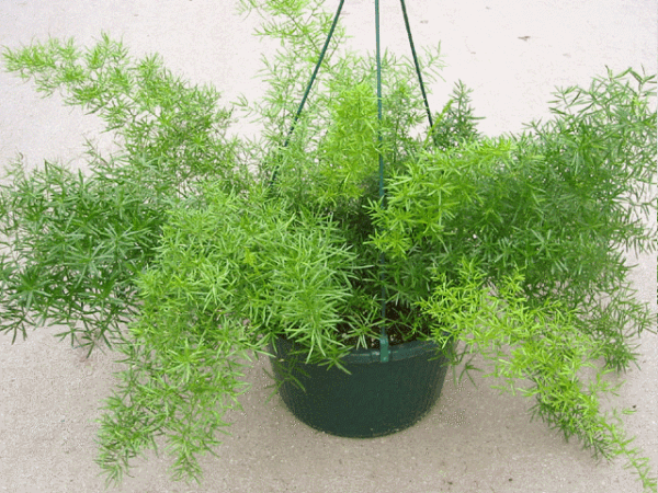Asparagus Densiflorus, Asparagus Sprengeri - Plant