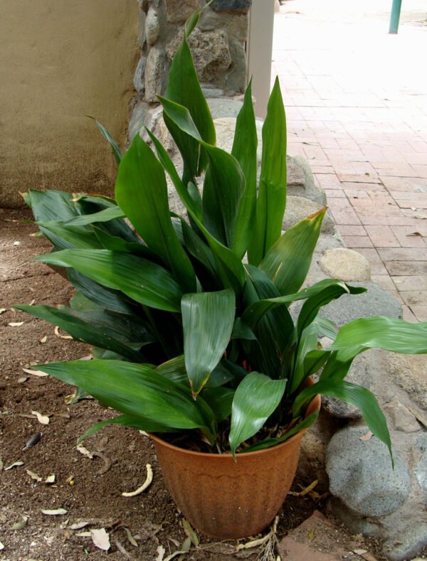 Aspidistra elatior - Cast Iron Plant