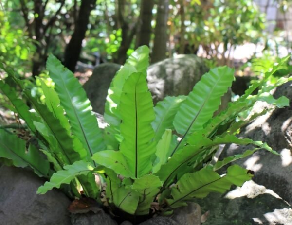 Asplenium nidus - Bird's Nest Fern