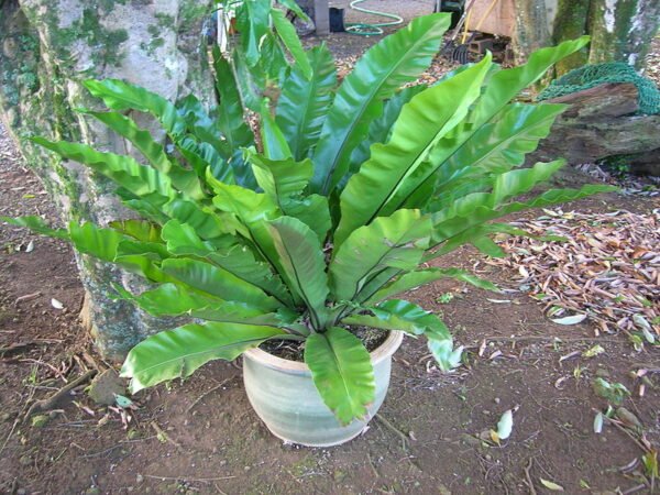 Asplenium nidus - Bird's Nest Fern - Image 2