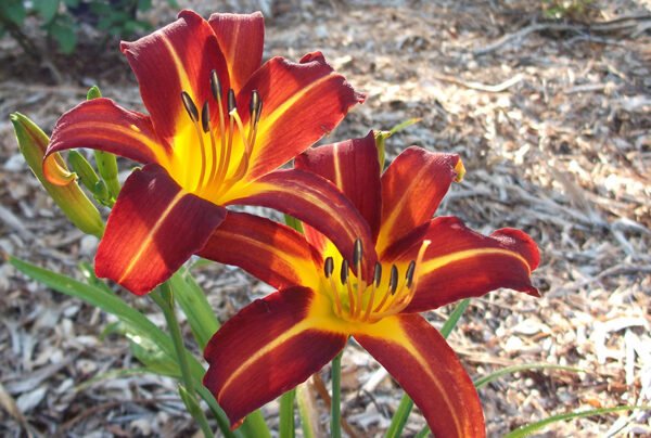 Hemerocallis Autumn Red, Day Lily (Autumn Red) - Plant - Image 3