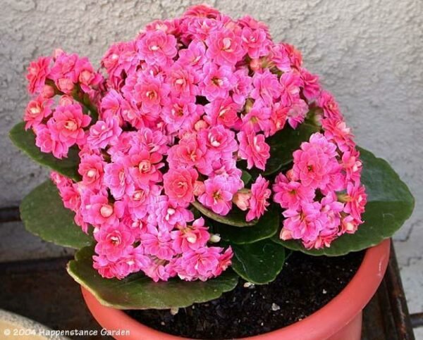 Kalanchoe (Pink) - Plant - Image 3