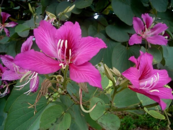 Bauhinia Orchid Lily - Plant