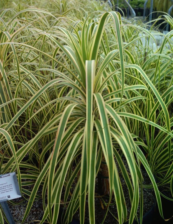 Beaucarnea recurvata variegata - Plant
