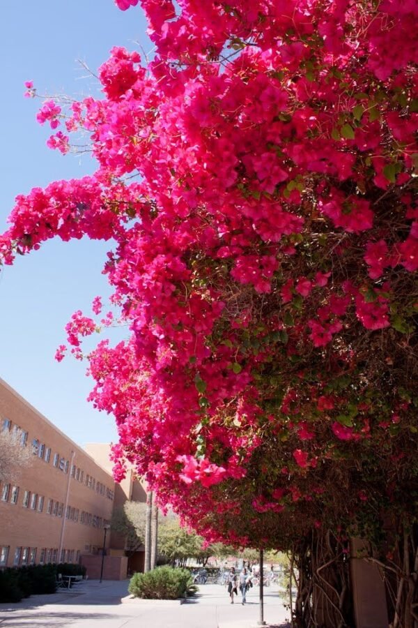Bougainvillea Spectabilis Hong Kong Red - Plant