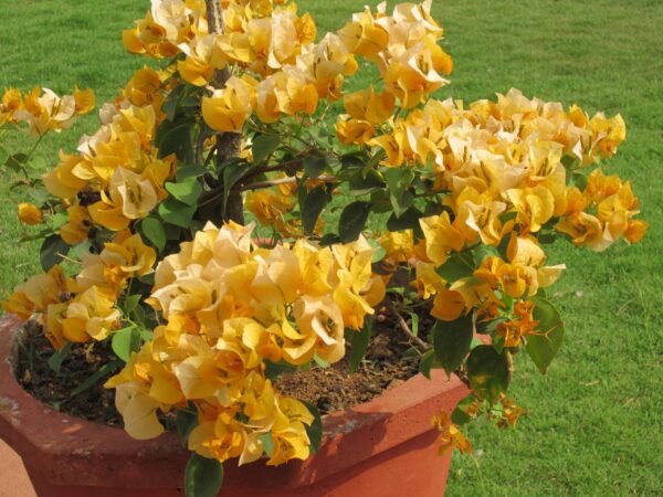 Bougainvillea (Yellow) - Plant