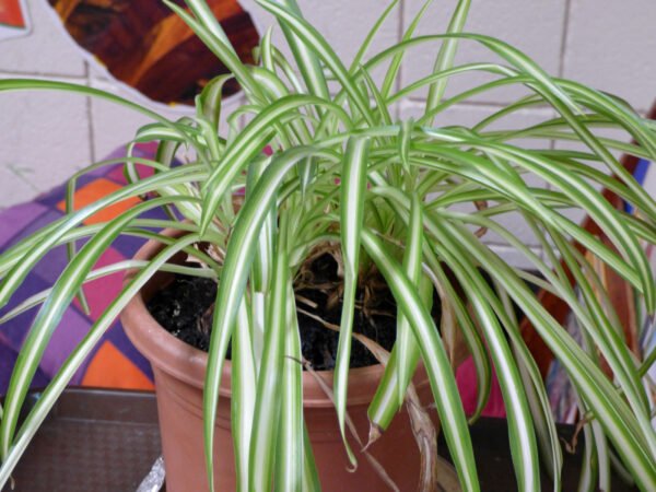 buy-buy-Combreatum comosum - Plant