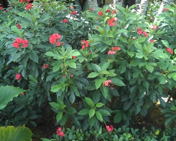 buy-Jatropha_integerrima