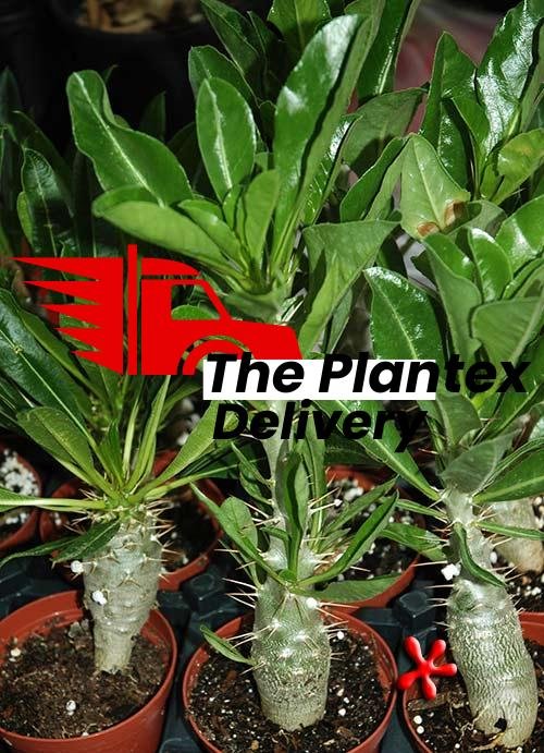 buy-planslive-Pachypodium lealii - Plant